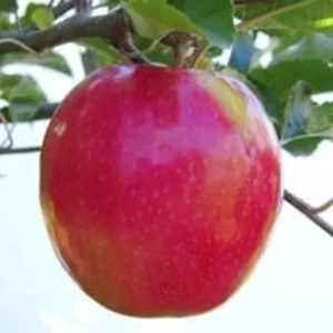 Pink Lady Apple Tree Bare-root 18-24'' – Sweet Apples, Pink Blossoms, Easy-to-Grow