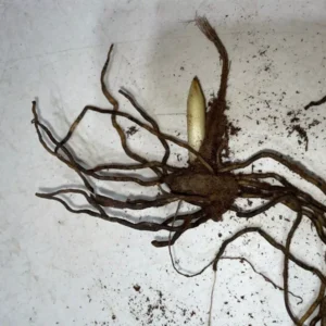 Pink Lady’s Slipper - Bare Root - Cypripedium Acaule - Flowering Perennial