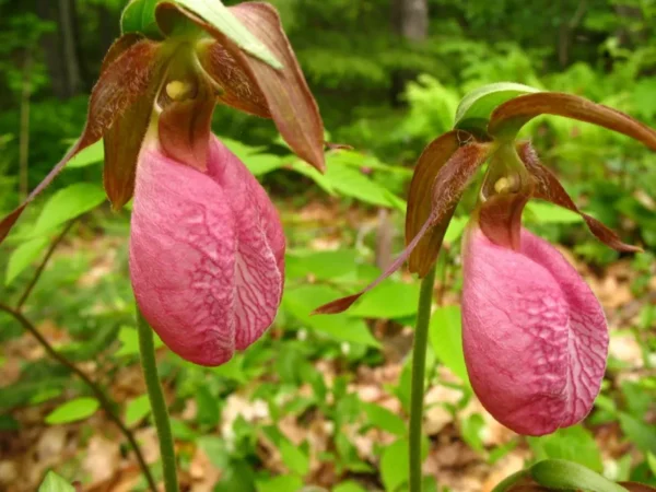 Pink Lady’s Slipper Orchid – Blooming Size Bare Root Perennial