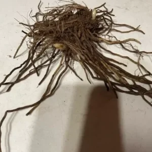 Pink Lady’s Slipper Orchid - Double Crown - Live Bare Root