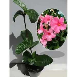 Pink Mandevilla Vine - 6 to 10 Inch Live Flowering Plant - Climbing Tropical Beauty