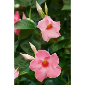 Pink Mandevilla Vine - 6 to 10 Inch Live Flowering Plant - Climbing Tropical Beauty