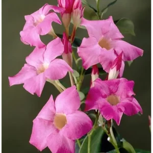 Pink Mandevilla Vine - 6 to 10 Inch Live Flowering Plant - Climbing Tropical Beauty