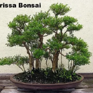 Pink Mountain Serissa Tree - Bonsai, 2.5