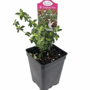 Pink Mountain Serissa Tree - Bonsai, 2.5