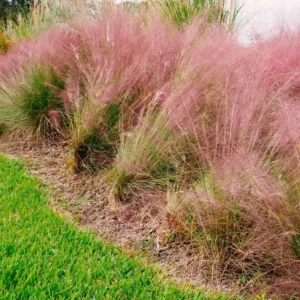 Pink Muhly Grass Plant - Ornamental Grass - Muhlenbergia Capillaris- Pink Perennial -8 to 12 Inc Tall