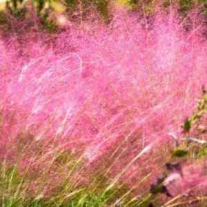 Pink Muhly Grass Plant - Ornamental Grass - Muhlenbergia Capillaris- Pink Perennial -8 to 12 Inc Tall