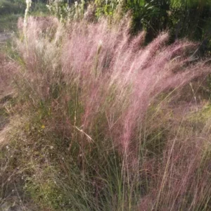 Pink Muhly Grass Plant - Ornamental Grass - Muhlenbergia Capillaris- Pink Perennial -8 to 12 Inc Tall