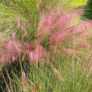 Pink Muhly Grass Plant - Ornamental Grass - Muhlenbergia Capillaris- Pink Perennial -8 to 12 Inc Tall