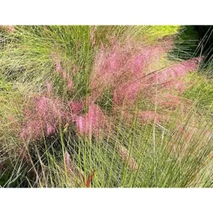 Pink Muhly Grass Plant, Ornamental Grass, Ready to Grow, Pink Muhly