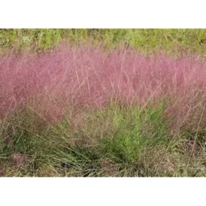 Pink Muhly Grass Plant, Ornamental Grass, Ready to Grow, Pink Muhly