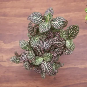 Pink Nerve Fittonia Plant 4 inch Potted Houseplant