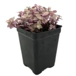 Pink Panther Bolivian Jewel - Callisia Repens 2.5" Pot | Easy-Care Trailing Houseplant