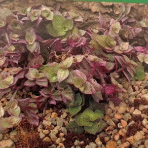 Pink Panther Bolivian Jewel - Callisia Repens 2.5