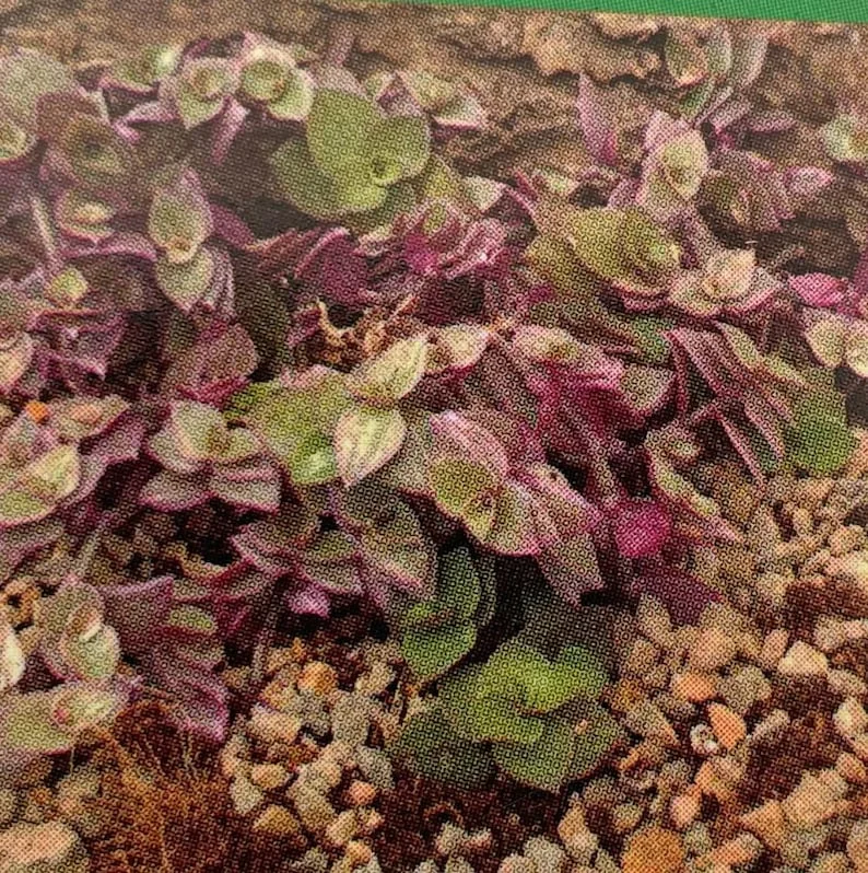 Pink Panther Bolivian Jewel - Callisia Repens 2.5" Pot | Easy-Care Trailing Houseplant