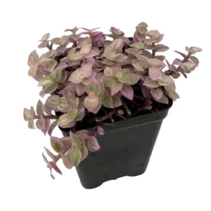 Pink Panther Bolivian Jewel - Callisia Repens 2.5