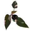 Pink Princess Philodendron – 4" Pot, Rare Black Leaves with Pink Variegation