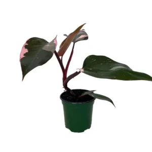 Pink Princess Philodendron – 4
