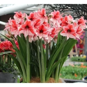 Pink Red Amaryllis Bulb | Large Fragrant Bicolor Amaryllis | Size 30-36 cm
