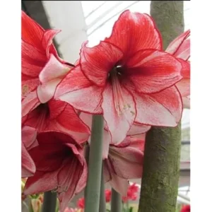 Pink Red Amaryllis Bulb | Large Fragrant Bicolor Amaryllis | Size 30-36 cm