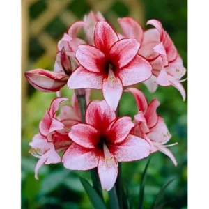 Pink Red Amaryllis Bulb | Large Fragrant Bicolor Amaryllis | Size 30-36 cm