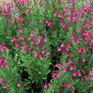 Pink Salvia Greggi Plant 1 Gal – Stunning Pink Flowers, Drought & Heat Tolerant