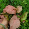 Pink Syngonium Podophyllum Arrowhead Live Plant 4-6" Tropical HousePlant