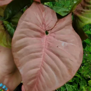 Pink Syngonium Podophyllum Arrowhead Live Plant 4-6" Tropical HousePlant