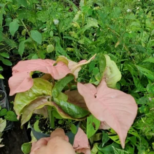 Pink Syngonium Podophyllum Arrowhead Live Plant 4-6