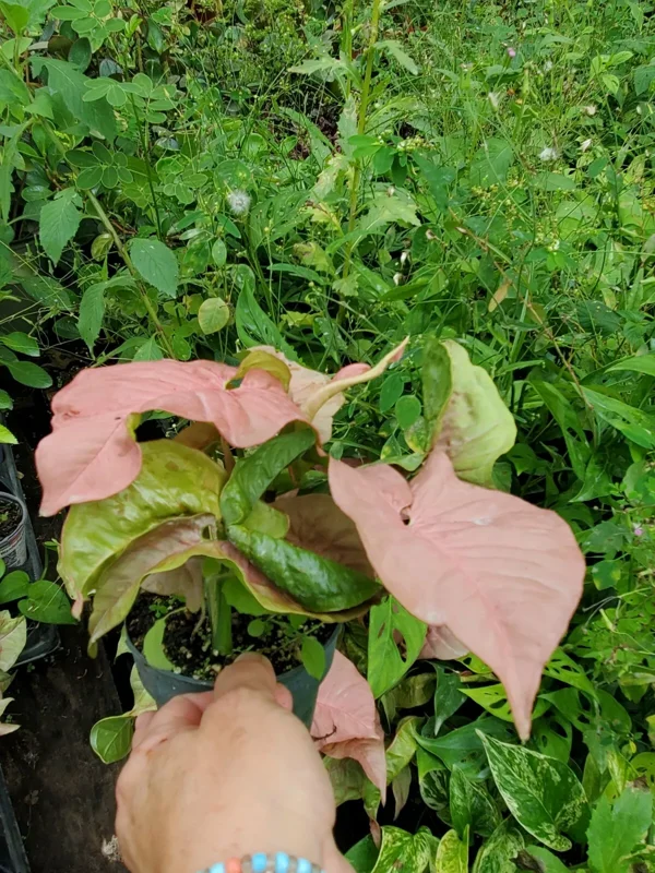 Pink Syngonium Podophyllum Arrowhead Live Plant 4-6" Tropical HousePlant