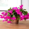 Pink Thanksgiving Cactus Live Plant 2"Pot 7"Tall Flowering Festive Bloom