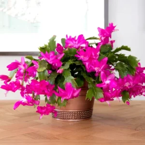 Pink Thanksgiving Cactus Live Plant 2