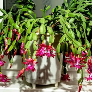 Pink Thanksgiving Cactus Live Plant 2"Pot 7"Tall Flowering Festive Bloom