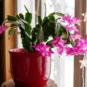 Pink Thanksgiving Cactus Live Plant 4