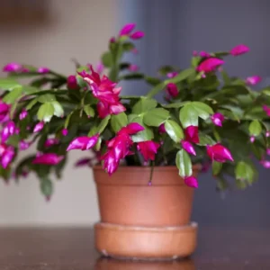 Pink Thanksgiving Cactus Live Plant 4