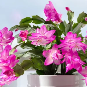 Pink Thanksgiving Cactus Live Plant 6