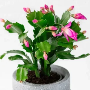 Pink Thanksgiving Cactus Live Plant 6