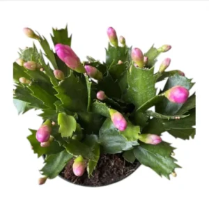 Pink Thanksgiving Cactus Live Plant 6
