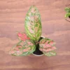 Pink Valentine Plant 4'' Potted Indoor Plant