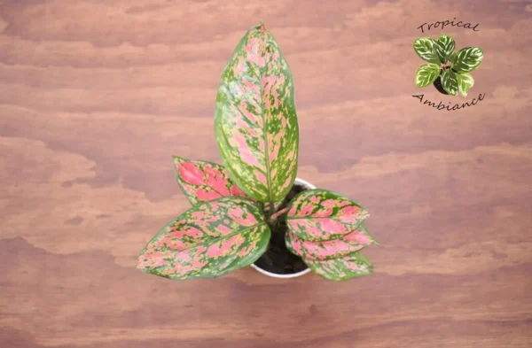 Pink Valentine Plant 4'' Potted Indoor Plant