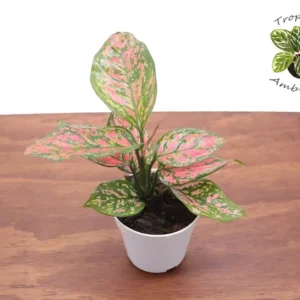 Pink Valentine Plant 4'' Potted Indoor Plant
