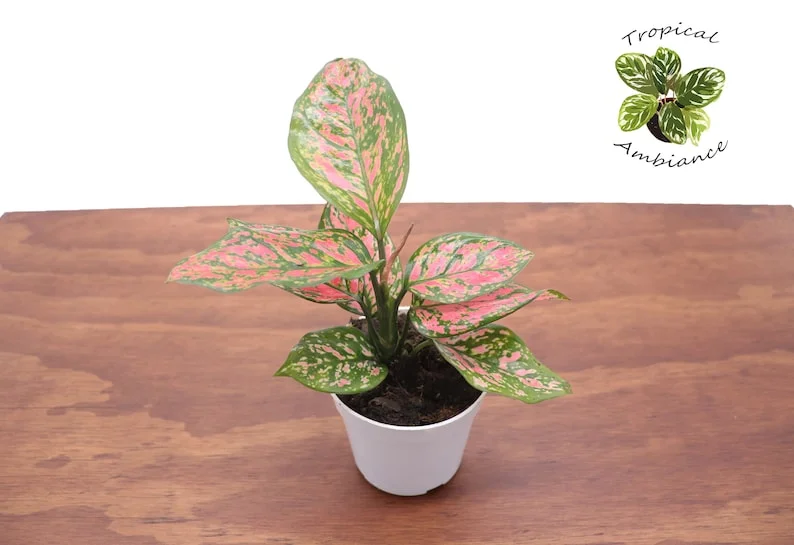 Pink Valentine Plant 4'' Potted Indoor Plant