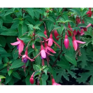 Pink Violet Fuchsia Plant Live 4-6 Inch Hardy Purple Flowering Shrub