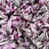 Pink Wandering Jew Tradescantia Nanouk Rare Houseplant 2 Inch Pot Indoor Plant