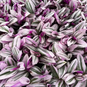 Pink Wandering Jew Tradescantia Nanouk Rare Houseplant 2 Inch Pot Indoor Plant