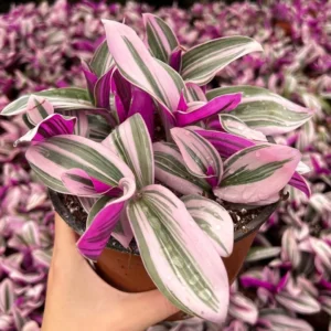 Pink Wandering Jew Tradescantia Nanouk Rare Houseplant 2 Inch Pot Indoor Plant