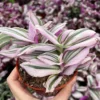 Pink Wandering Jew Tradescantia Nanouk Rare Houseplant 2 Inch Pot Indoor Plant