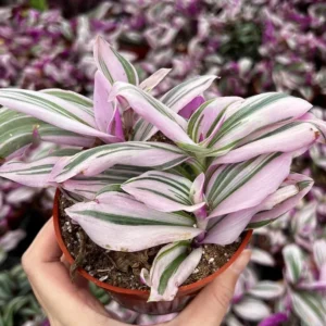 Pink Wandering Jew Tradescantia Nanouk Rare Houseplant 2 Inch Pot Indoor Plant