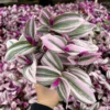Pink Wandering Jew Tradescantia Nanouk Rare Houseplant 2 Inch Pot Indoor Plant