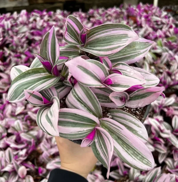 Pink Wandering Jew Tradescantia Nanouk Rare Houseplant 2 Inch Pot Indoor Plant